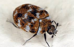 carpet beetle identification guide