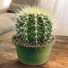Image result for kaktus