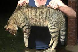 The felixer device has been created to target and kill feral cats in australia felixer detects the shape of a cat and sprays poison onto fur which is licked off trials have shown 100 per cent. Dead Feral Cat Caught In Trap Around Dryandra Woodland Abc News Australian Broadcasting Corporation