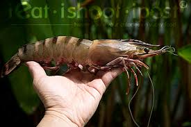 singapore prawn files the striped ones