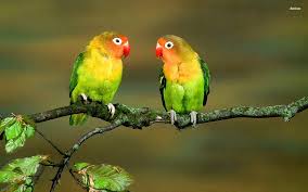 lovebirds love birds hd wallpaper pxfuel