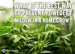Prevent Powdery Mildew In A Home Grow