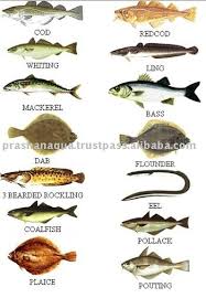 common sea fish india supplier