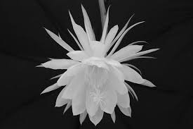 kadupul flower the most expensive