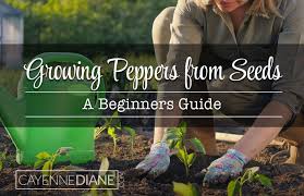 Growing Peppers From Seed For Beginners