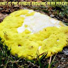 A white mold growing over the surface of houseplant potting soil is usually a harmless saprophytic fungus. What Is That Orange Fungus Growing In My Mulch Dengarden