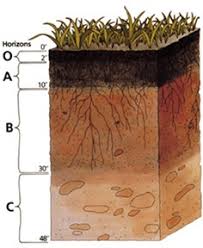 Soil Horizons Soils 4 Teachers