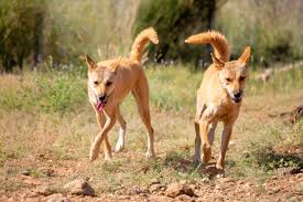 Are dingoes dogs or wolves? Surprise, they're neither