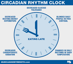 circadian rhythm how meal timing