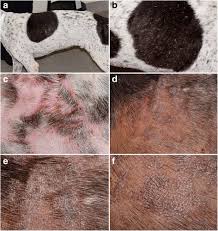 cutaneous lupus erythematosus in dogs