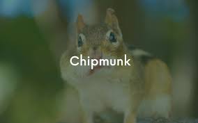 Chipmunk Removal Services Critter