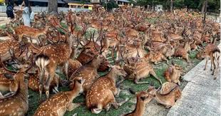 600 nara deer gather at same spot every
