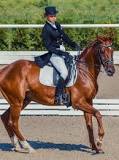 Is dressage painful for horses?