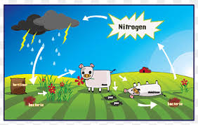 ciclo del nitrógeno png imágenes pngwing
