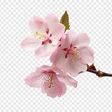 cherry blossom transpa images