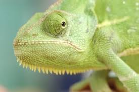 which lizards can move their eyes in
