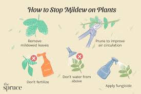 how to get rid of powdery mildew on plants