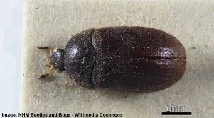 32 black beetles identification guide
