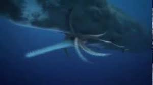 giant squid vs whale