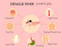 Dengue Symptoms, Causes & Preventions | Apollo Hospitals Blog