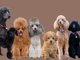 types of poodles breed information