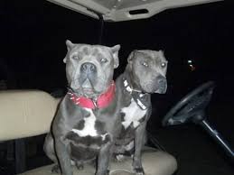 Learn more about augusta animal services in augusta, ga, and search the available pets they have up for adoption on petfinder. Adba Reg American Pitbull Bully Pups Mikelands Gotti Wood Lines For Sale In Augusta Georgia Classified Americanlisted Com
