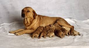 3 583 246 просмотров3,5 млн просмотров. How Much Time Does A Dog Take To Give Birth Dogwalls