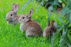 the top rabbit resistant plants and