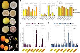 hyperacidification of citrus fruits by