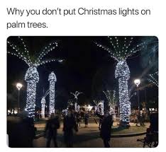 Thats Why You Dont Put Christmas Lights On Palm Trees