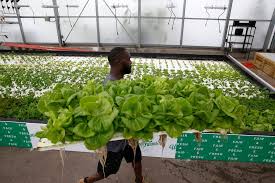 Hydroponic Growing