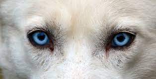 12 dog breeds with striking blue eyes