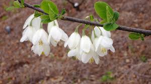 Their main purpose is to add color and accent. Garden Help Flowering Trees A Sure Sign Of Spring