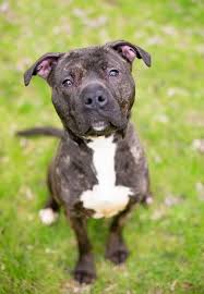 A staffordshire bull terrier is one of the smaller of the recognized bully breeds. Brindle Pitbull Complete Guide Family Guardian Or Dangerous Dog Perfect Dog Breeds