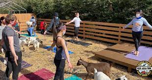 goat yoga in half moon bay at lemos farms