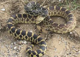 Gopher snake — noun 1. Bullsnake Subspecies Pituophis Catenifer Sayi Inaturalist