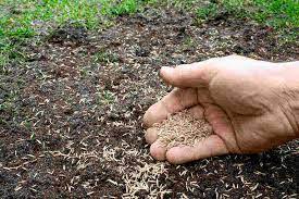 How To Plant Grass Seed