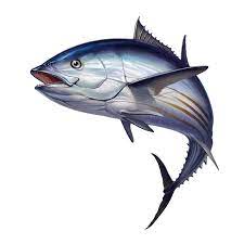The most common types of canned tuna at the store are white or light tuna. 13 Benefits Of Tuna And Ahi Tuna Steak Nutrition Facts Global Seafoods North America