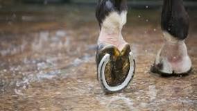 how-do-i-know-if-my-horse-needs-shoes