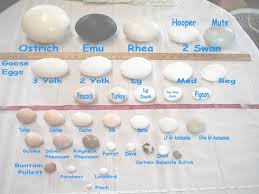 Chart Of Egg Sizes Ostrich Down To Finch