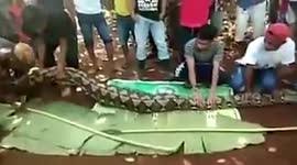 Image result for Woman found swallowed whole by enormous python