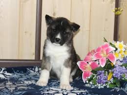 Today, our top two akc registered akitas bred successfully and in about two months there will be beautiful champion potential puppies born. Cuddles Akita Puppy For Sale In Drumore Pa Happy Valentines Day Happyvalentinesday2016i