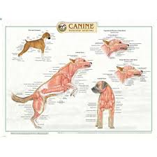 Canine Musculature Anatomy Laminated Chart Poster