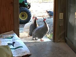 Guinea hen's popularity seems to be on the rise. Guinea Fowl Keets For Sale Golden Acres Ranch North Florida