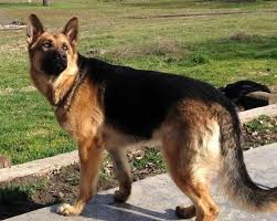 German shepherd puppies for sale. Akc German Shepherd Puppies For Sale In Redding California Classified Americanlisted Com