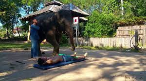 Elephant blowjob! Sexy massage with happy ending ;) - YouTube