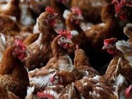 H10n3 is a low pathogenic, or relatively less severe, strain of the virus in poultry and the risk of it spreading on a large scale was very low, the nhc added. China Reports First Human Case Of H10n3 Bird Flu