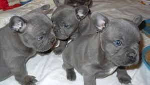 Find french bulldog in canada | visit kijiji classifieds to buy, sell, or trade almost anything! Solid Blue French Bulldog Puppies For Sale In Houston Texas Classified Americanlisted Com