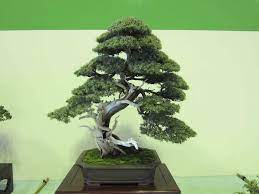 needle juniper bonsai tree care guide
