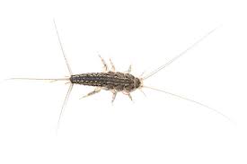 silverfish uk how to get rid of
